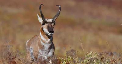 Wyoming proposes fewer antelope tags 1_0