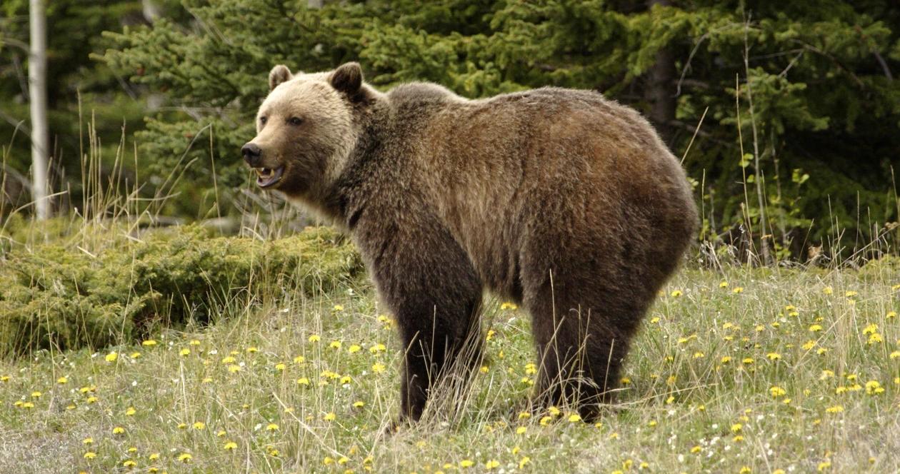 Idaho approves grizzly bear hunt for 2018 season