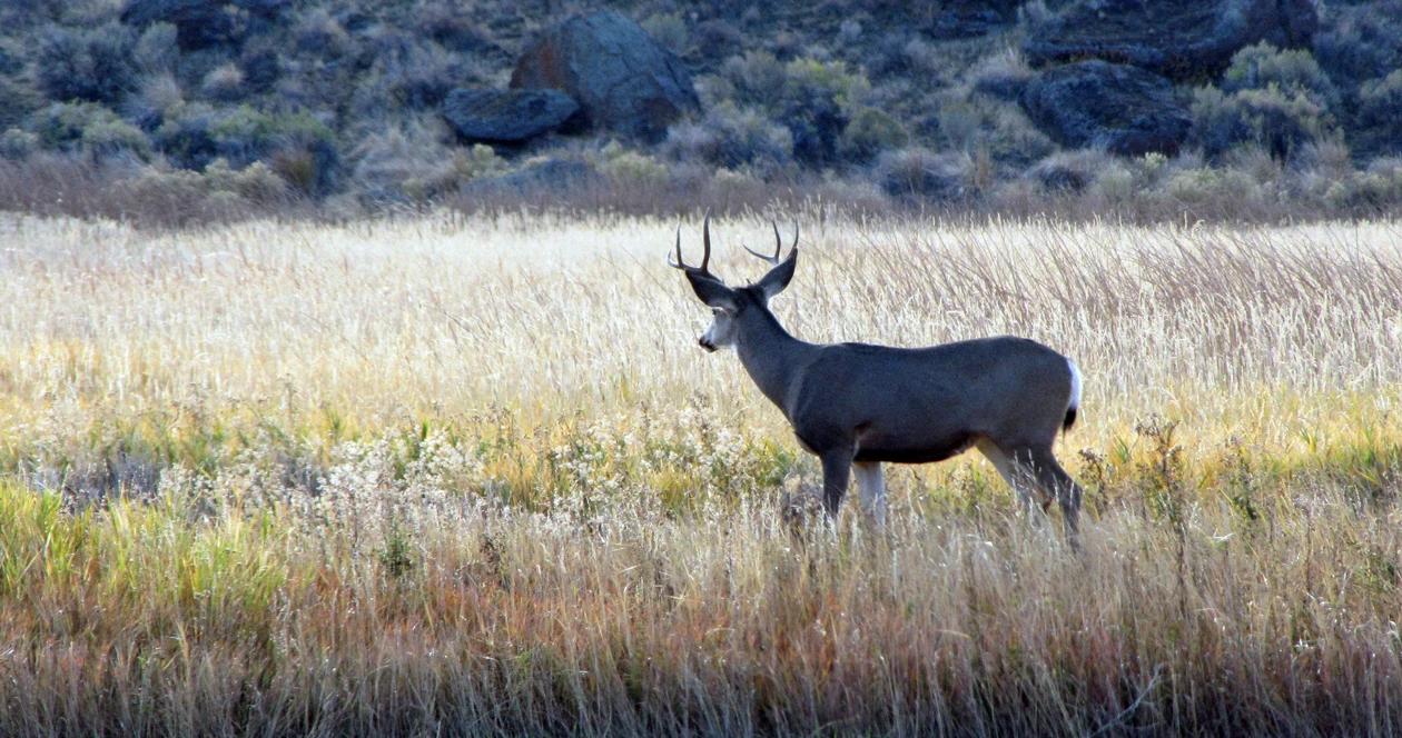 Wyoming mule deer poacher h1