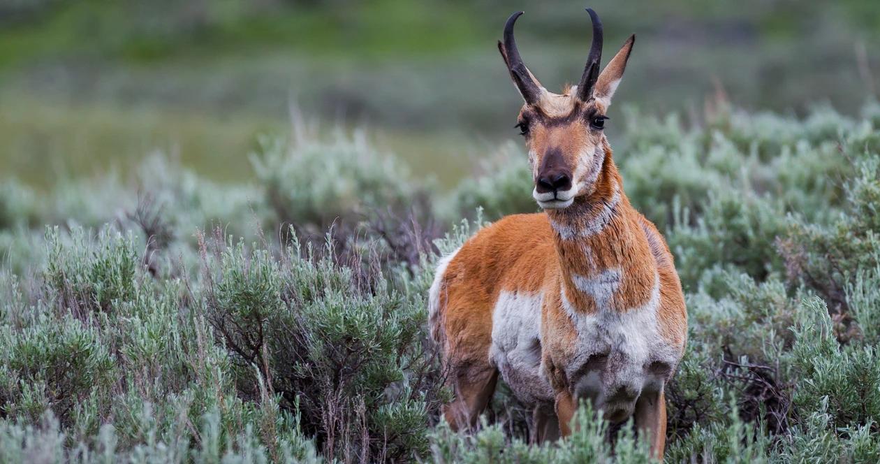 Antelope tag cuts