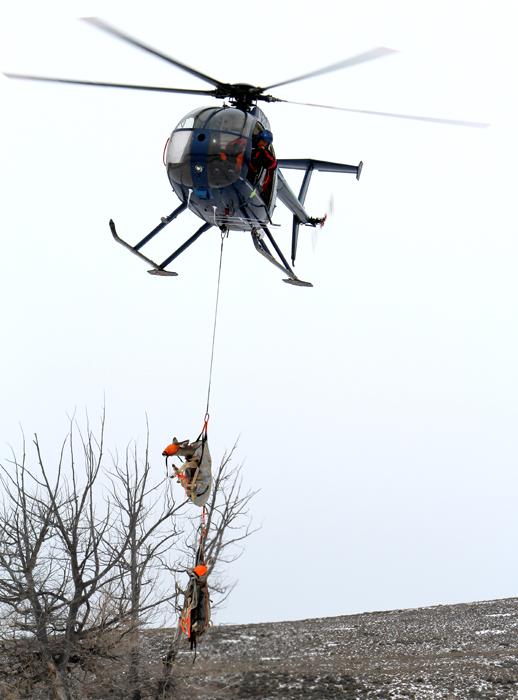 Helicopter capture of mule deer