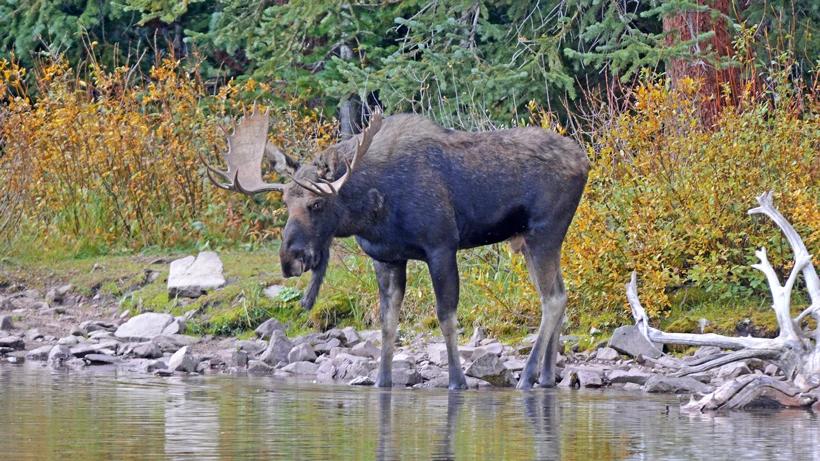 Moose hunt ban announced in First Nation traditional territory