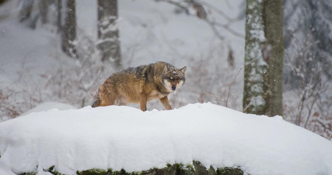 Idaho wolf hunting trapping h1