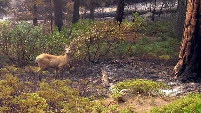 Deer returning to burned area after a wildfire