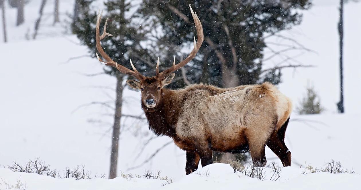 Montana trophy elk poached h1