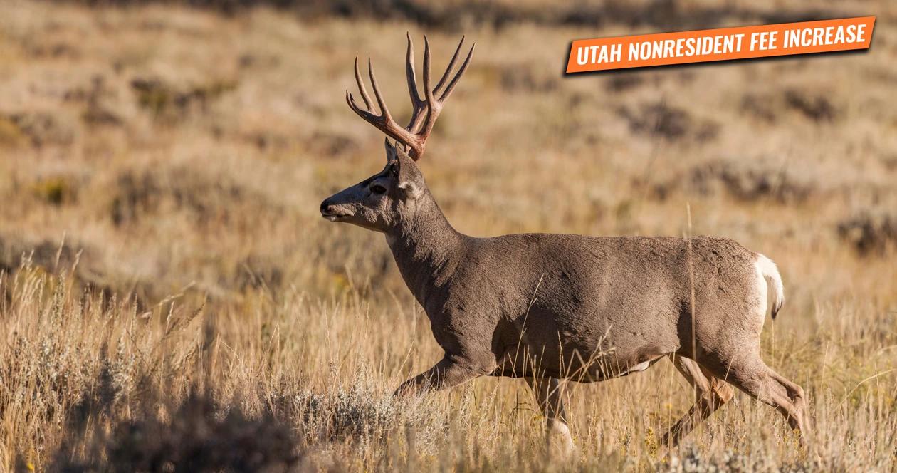 Utah increases nonresident hunting fees for 2020/2021