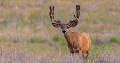 Application Strategy 2023: Wyoming deer and antelope