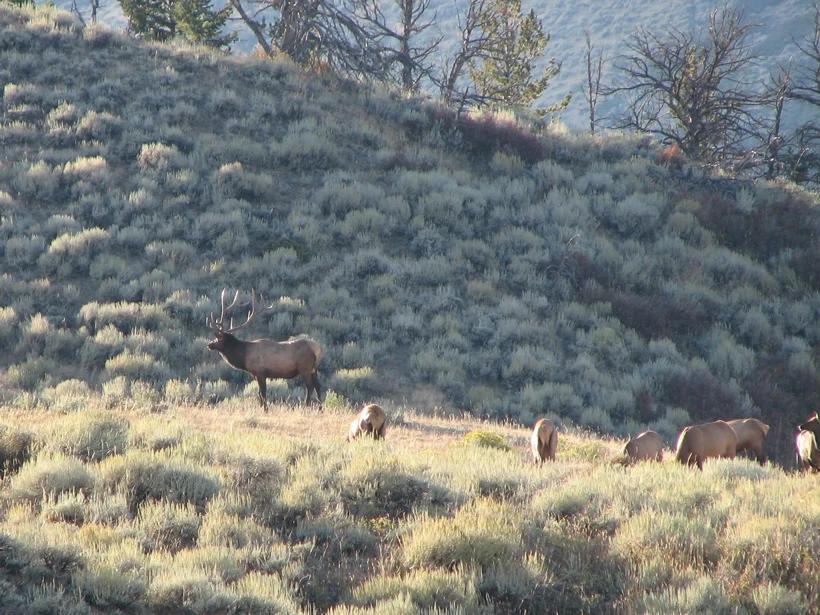 Bull elk with herd