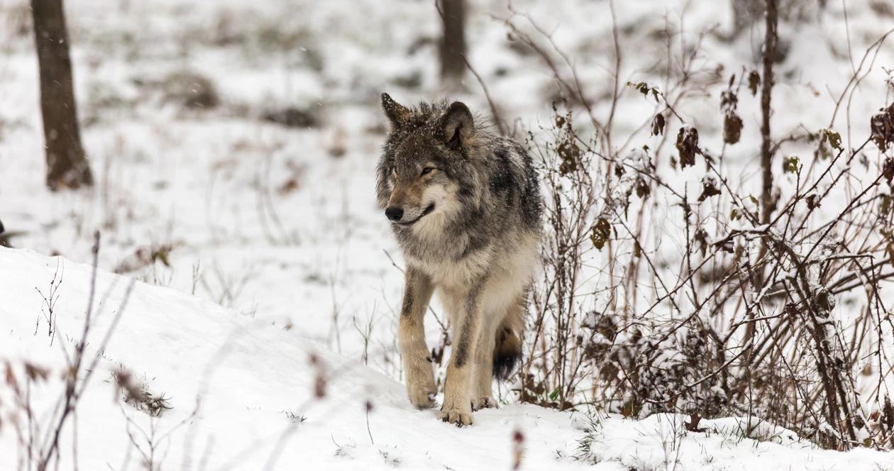Idaho wolf hunting h1