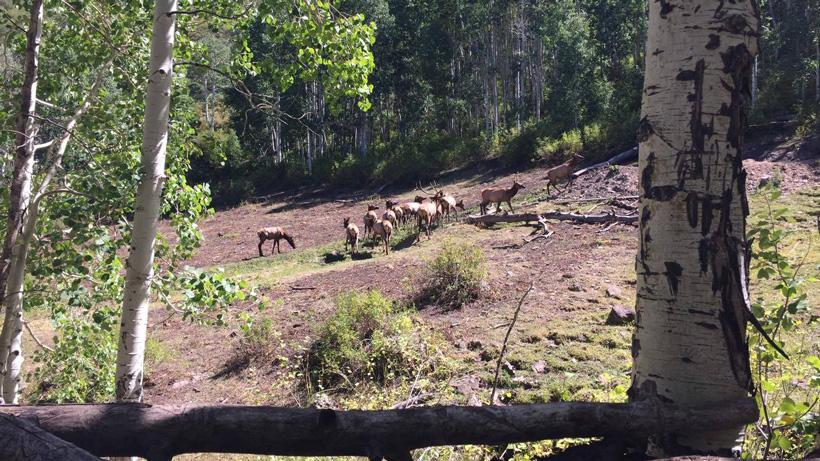 Archery hunting for elk in utah