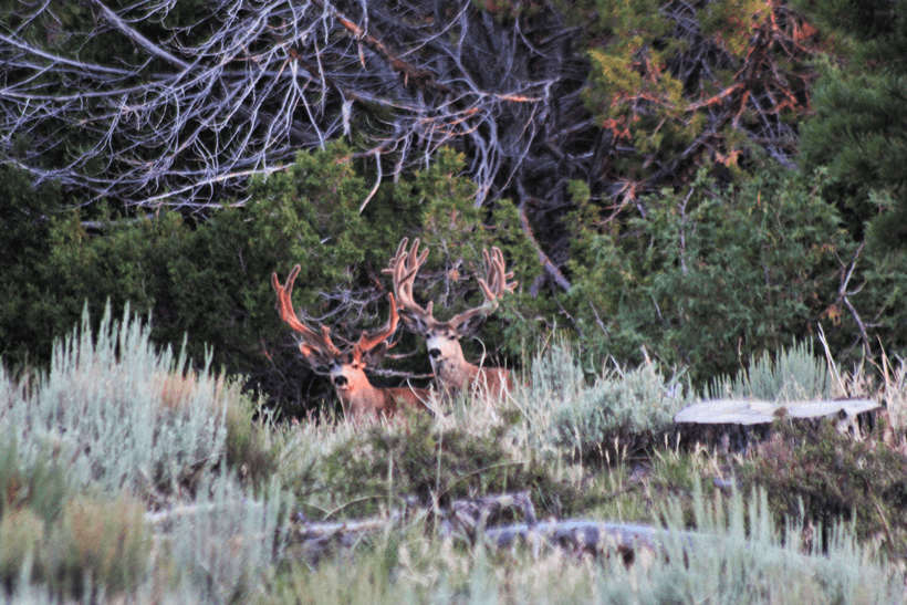 Two large utah velvet mule deer
