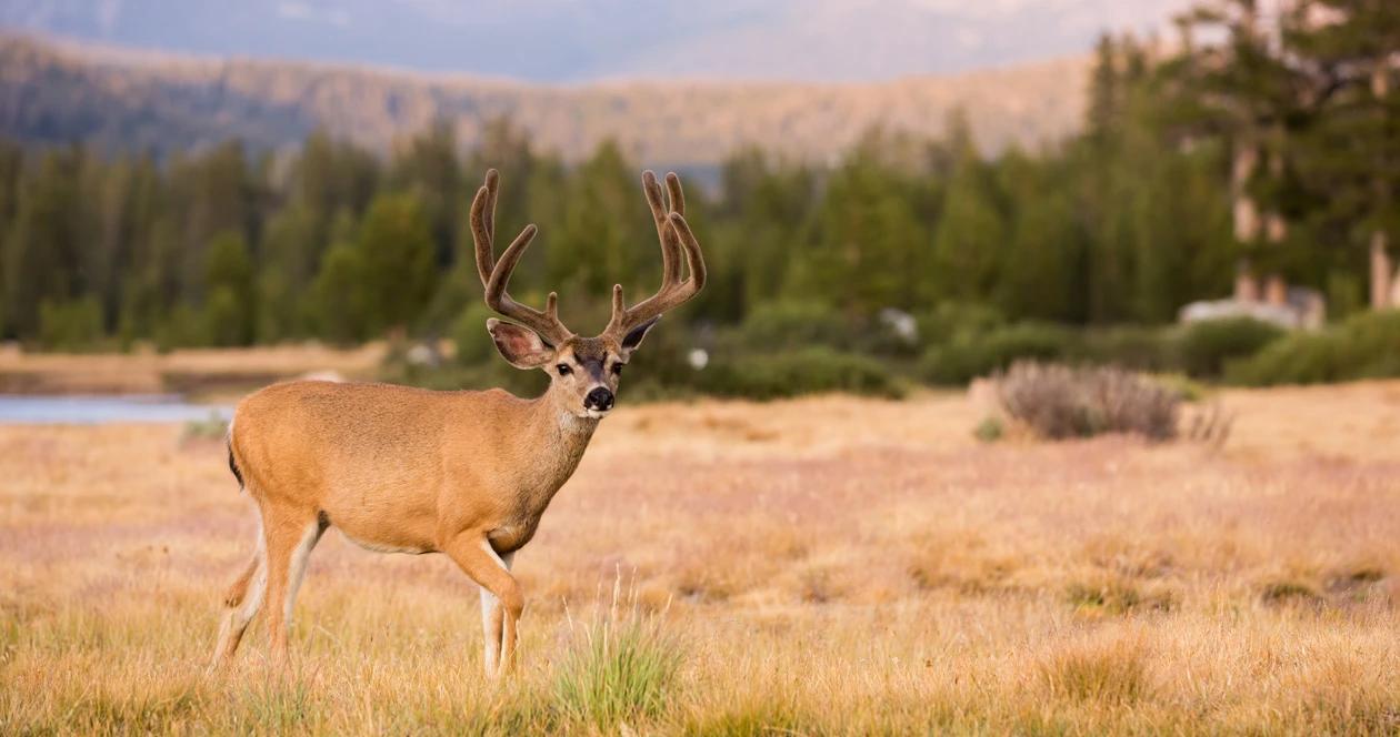 Colorado mule deer cwd h1