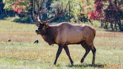 2024 Virginia elk hunting application strategy article