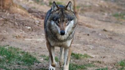 Nevada Department of Wildlife investigates wolf sighting