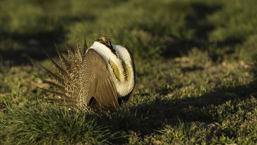 New bill to protect habitat for mule deer and sage grouse