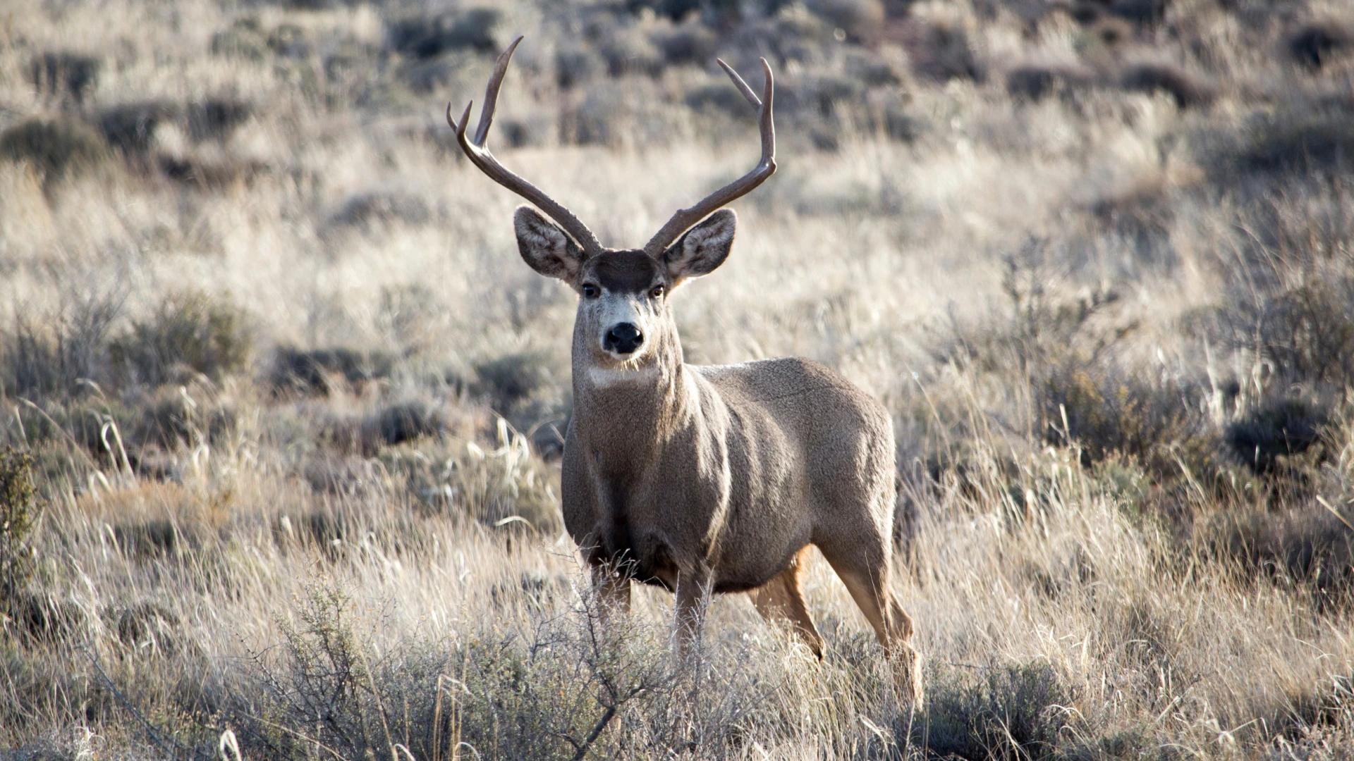 Utah releases proposed number of big game hunting permits for 2024