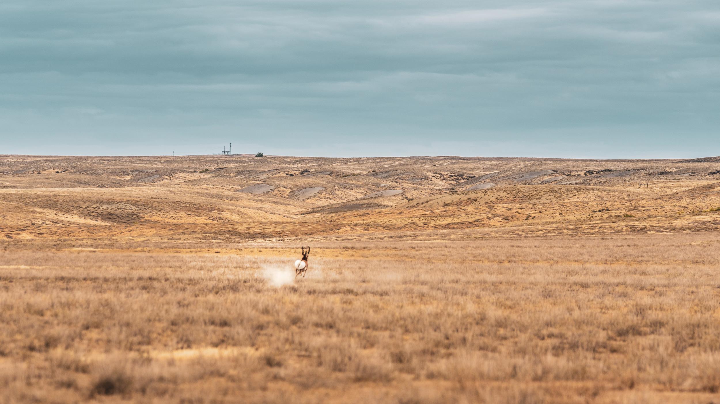 Antelope running across the prairie