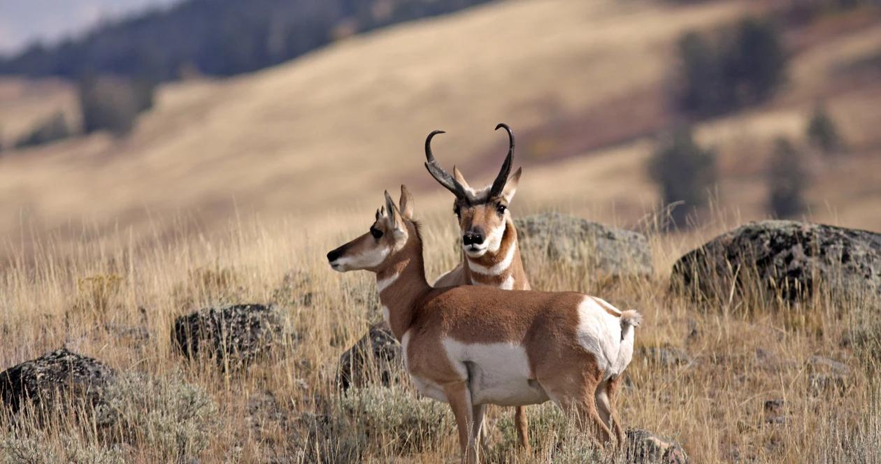 2022 montana antelope application strategy 1