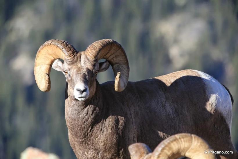 Colorado bighorn sheep ram - V1