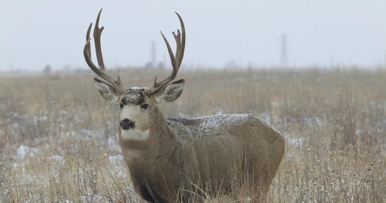 Montana mule deer h1_2