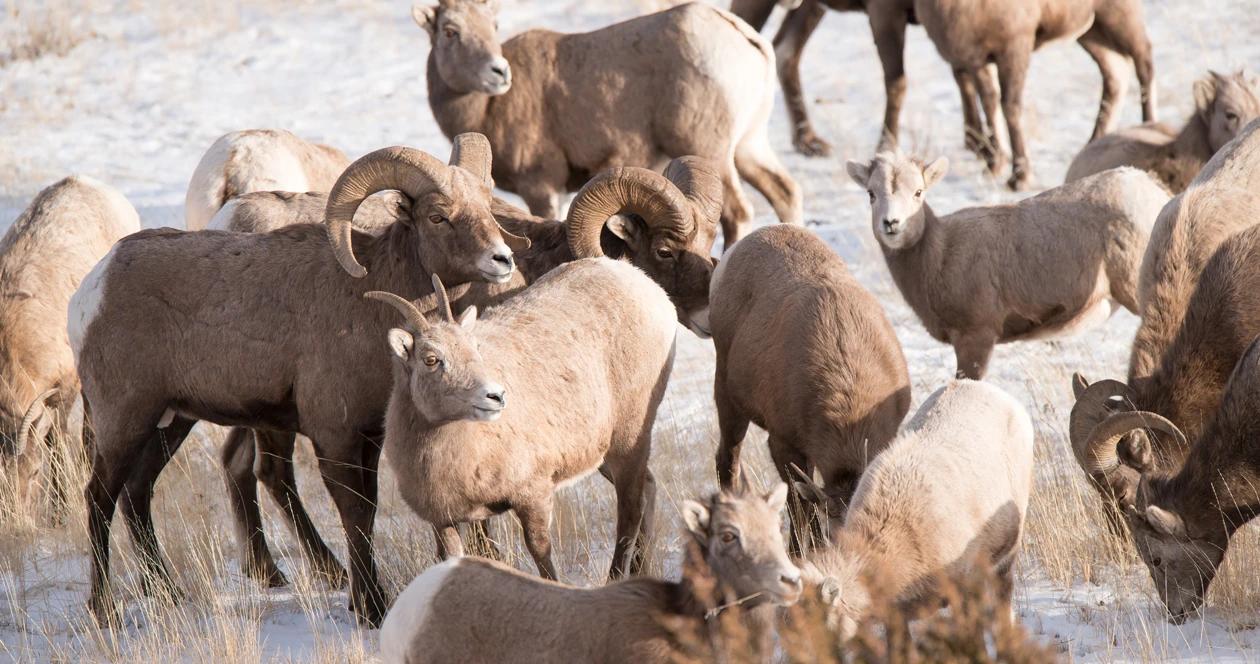 Bighorn sheep relocation h1_0