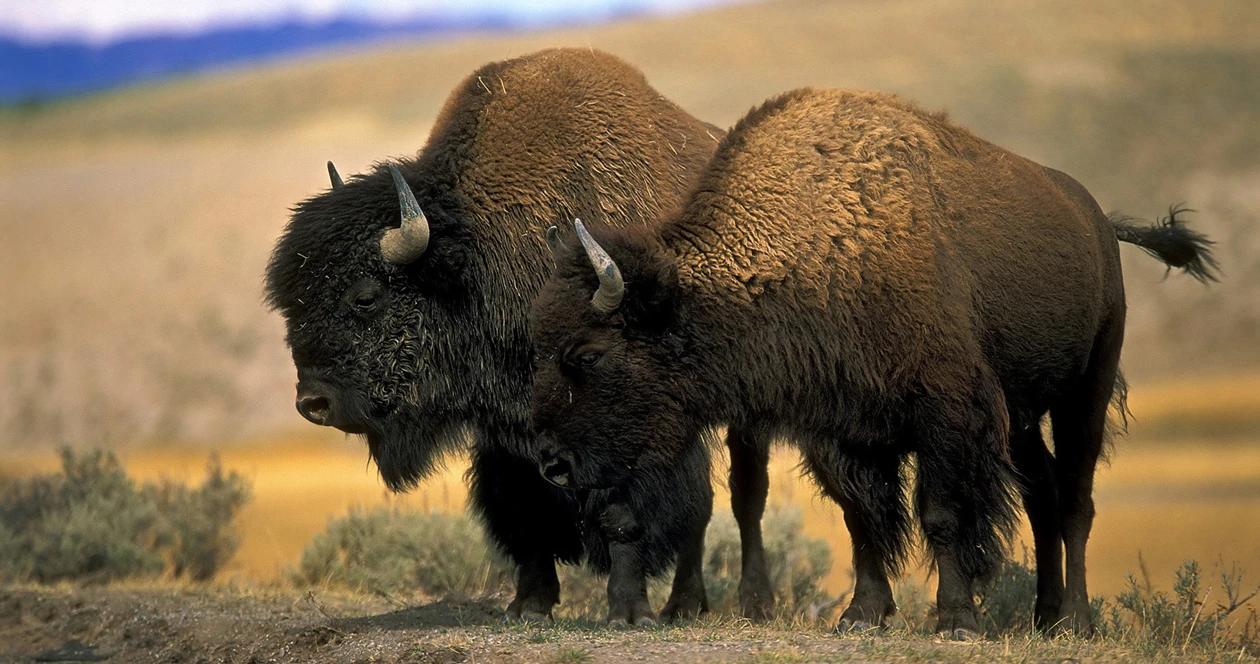 Yellowstone bison h1_0