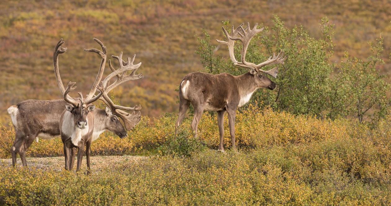 New proposal could close caribou and moose hunts on some federal lands
