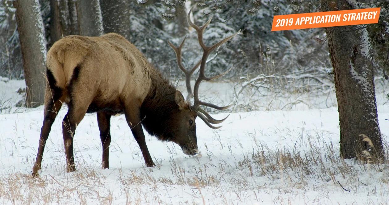 2019 montana elk application strategy article 1