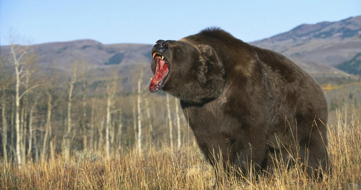 Montana grizzly bear h1_3