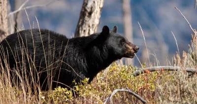Colorado balck bear h1