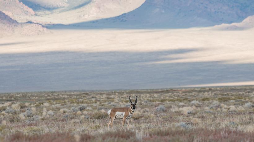 Scouting photo of an antelope buck