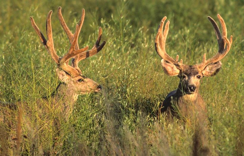 Two velvet mule deer bucks_0