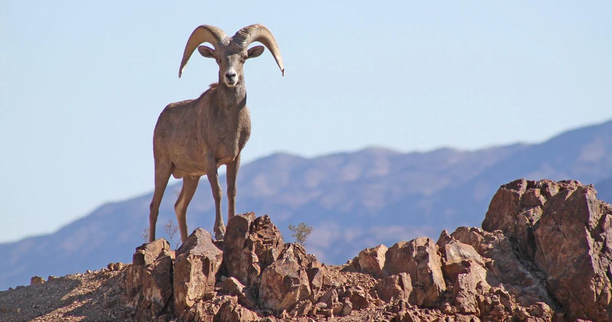 Desert bighorn sheep 1