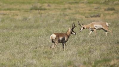 2024 Montana antelope application strategy article