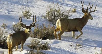 Wyoming muley h1_0