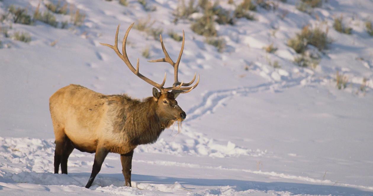2023 insider wyoming elk application strategy article 1