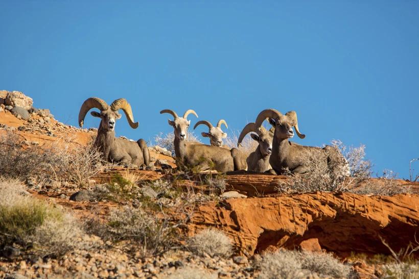 APPLICATION STRATEGY 2015: Nevada sheep and goat