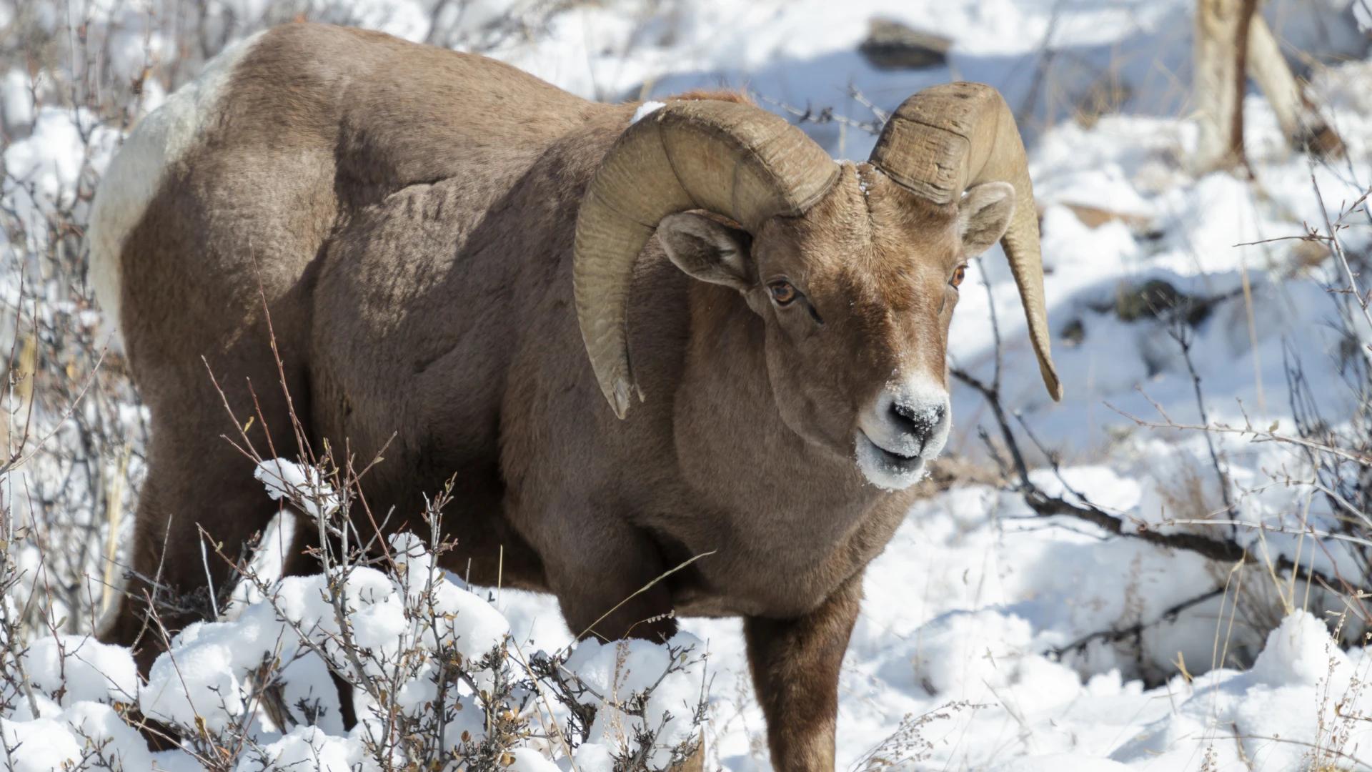 Bighorn sheep infected by virus on national elk refuge