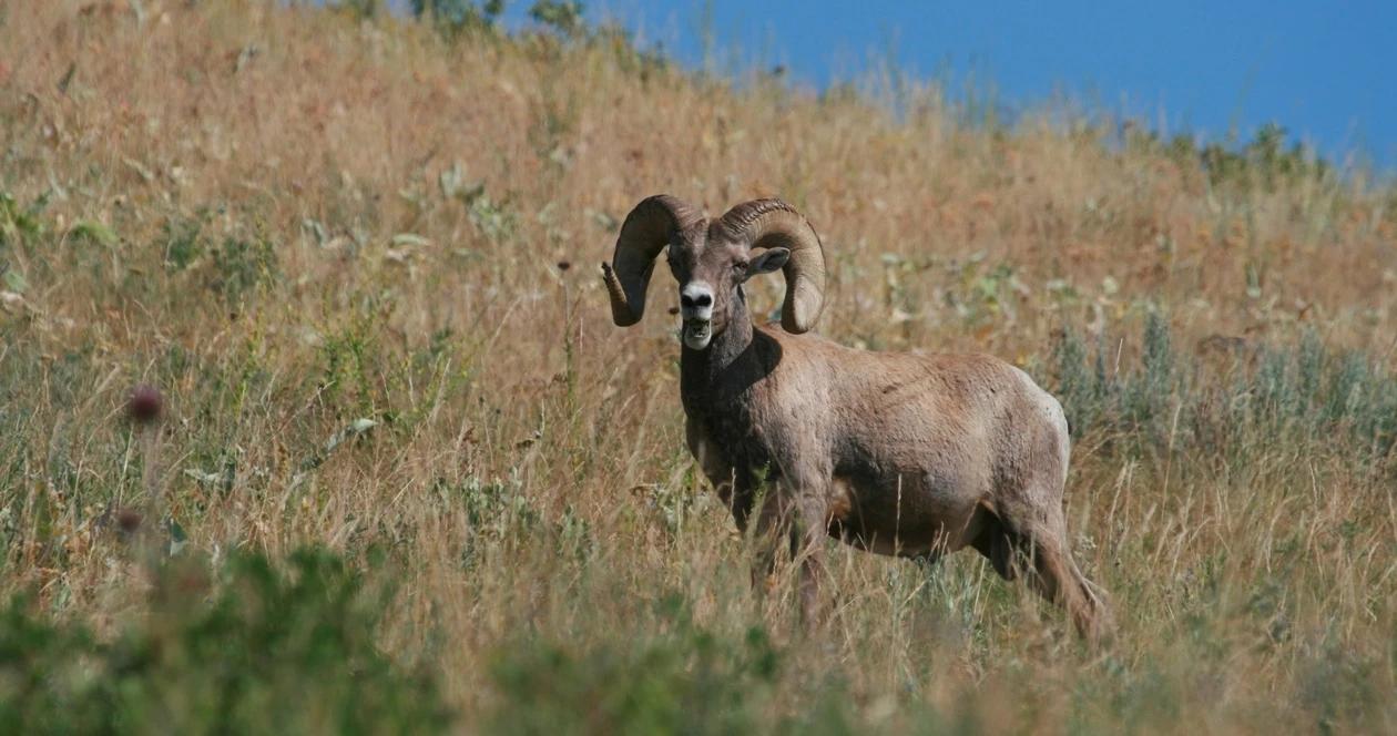 North dakota bighorn sheep h1_0