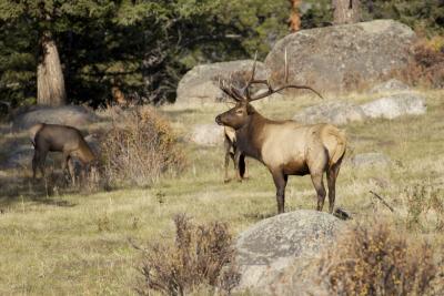 APPLICATION STRATEGY 2015: New Mexico deer, elk, antelope