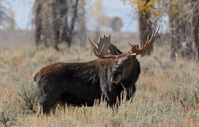 Large bull moose in sagebrush 1
