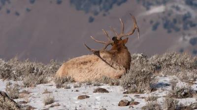 2023 Utah Big Game RAC permit proposals and other potential changes