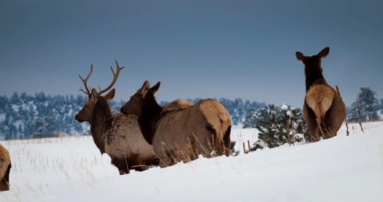 Utah elk hunting h1