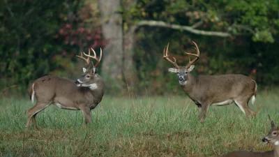 2024 Iowa whitetail deer application strategy article