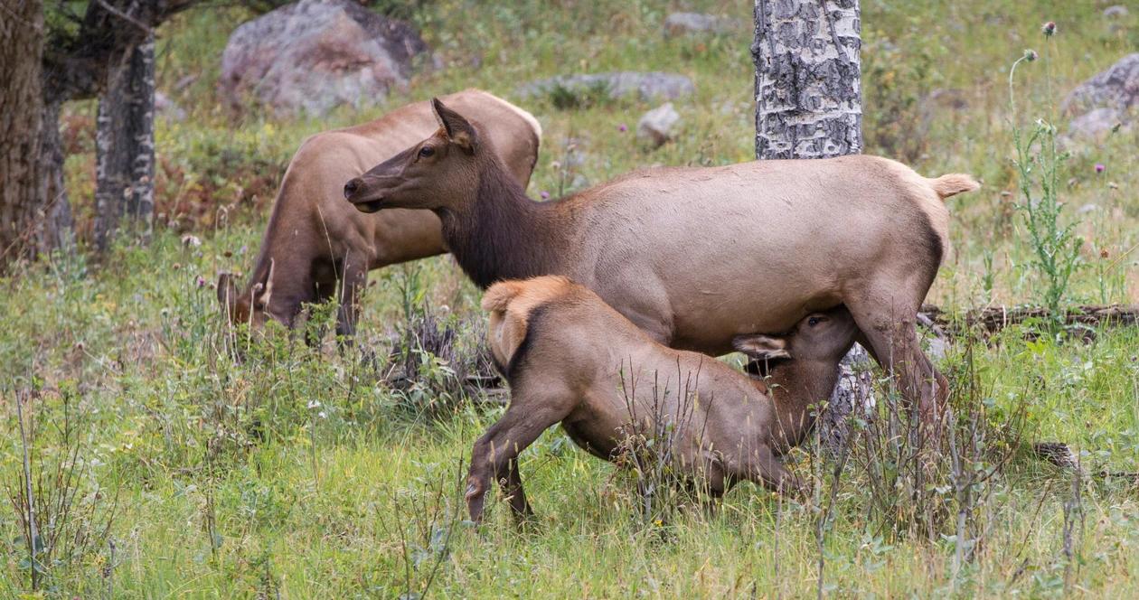 Wyoming elk feeding grounds h1_0