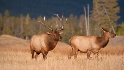 How to purchase Utah bonus points and preference points for future hunt planning