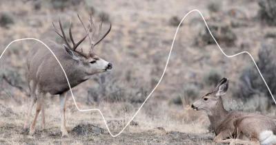 Montana's mule deer population, harvest success, and hunter trends revealed