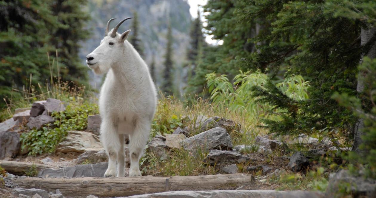 Utah mountain goat h1_0