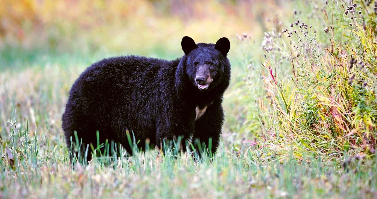 Utah allows return of bear and turkey permits due to covid 19 1