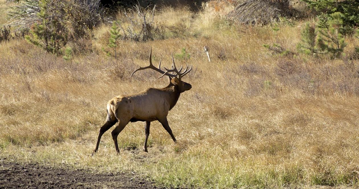 Utah elk drought h1